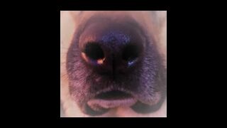 Plaguedogad