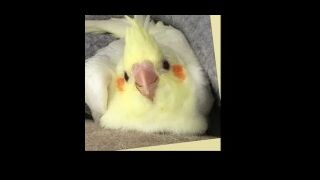Gallepgallepgallep