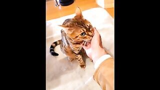 Furry Pussy Welcomes You Back …. A Cute Little Kitty That Just Wants To Play.