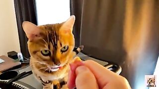 Compilation Of Pussy Eating, Squirting, Facesitting And Pounding – Best Orgasms :Pc Ponhabu