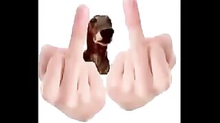 cachorro arrombado