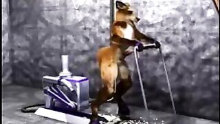 Furry Fox Dude Gets Anal Fucked By a Fuck Machine