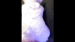 Saoirsemutt Bent Over and Fucked in Fullsuit