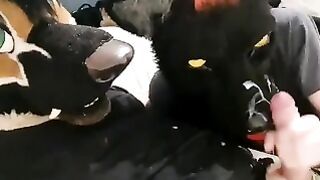 Murrsuiter Cum Rough on My Wolf S Muzzle :3