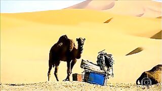 Biomas- Estepes, Pradarias E Desertos